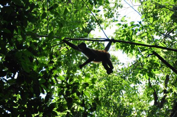 Macacos transitam com desenvoltura pelas copas das árvores no Parque Nacional Corcovado, na Península de Osa, no sul da Costa Rica
